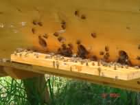 top bar hive